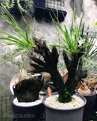 Image result for Xerophyta retinervis