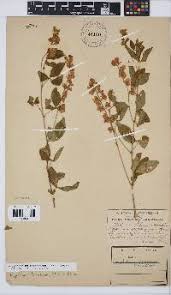 Image result for Argyrolobium tomentosum