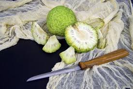 Image result for Maclura