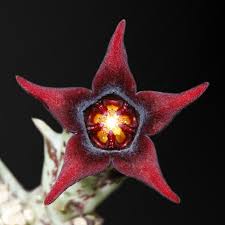 Image result for Orbea caudata