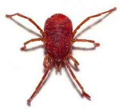 Pest control in san diego has needed rethinking and innovation. Bird Bird Lice Pictures