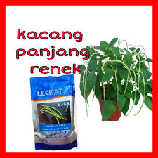 Kacang panjang renek <ul><li>kacang panjang jenis rendah ini dipercayai berasal dari filipina dan dibawa masuk ke selatan thailand. Benih Kacang Renek Leckat Seeds 10 Biji Berkualiti Mudah T