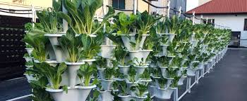 Broccoli is one of the best green vegetables that every farmer should cultivate in his or her garden. Commercial Growing Ez Gro Garden
