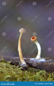 Image result for Simocybe centunculus