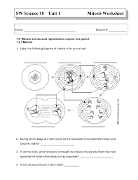 Comparing mitosis and meiosis worksheet answers. Mitosis Homework Help Significance Of Mitosis Assignment Help Homework Help