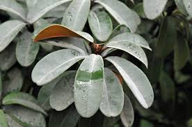 Image result for Englerophytum