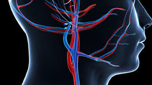 In the neck, each of them branches off into an internal carotid artery. Cerebrovascular Carotid Disease Frankel Cardiovascular Center Michigan Medicine