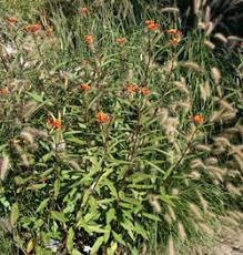 The red and yellow blooms of tropical milkweed, asclepias curassavica, are ubiquitous in north florida butterfly gardens. Tropical Milkweed Asclepias Currasavica Wisconsin Horticulture