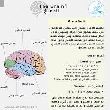 وها قد بدأنا بسلسلة الدماغ اعرف أكثر عن دماغك المصدر كتاب التشريح netter atlas of anatomy anas h s al de words lol word search puzzle