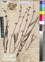 Image result for Cryptolepis oblongifolia