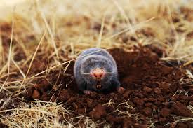 Maybe you would like to learn more about one of these? Blind Mole Rats Live Longer Due To Short Immune Memory Study Finds