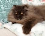Chocolate Persians Lilac Persians Cat breeders chocolate ...