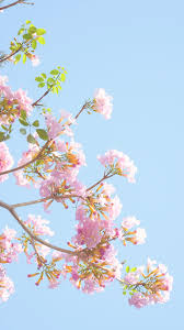We did not find results for: Flower Background And Iphone Image 7598016 On Favim Com