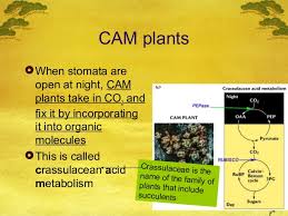 Ap Bio Ch 10 C3 C4 And Cam Plants