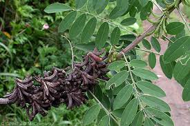 Image result for Indigofera subulata
