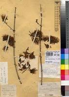 Image result for Combretum holstii