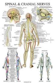 Autonomic Nervous System Spinal Subluxation Symptoms Poster