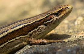 Maybe you would like to learn more about one of these? Attract Lizards To Gardens In Canterbury Conservation Activities
