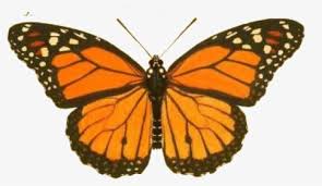 The monarch butterfly or simply monarch (danaus plexippus) is a milkweed butterfly (subfamily danainae) in the family nymphalidae. Blue Butterfly Flying Png Download Transparent Background Butterflies Png Png Download Transparent Png Image Pngitem