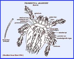 Image result for Trombicula autumnalis bites