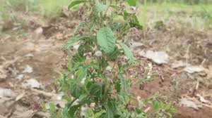 Image result for Laggera crispata