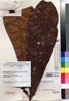 Image result for Magnistipula