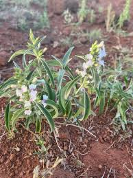 Image result for Hypoestes forskaolii