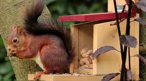 You may want to include some of the other squirrel deterrent methods above around bird feeders and garden. How To Help Animals In The Garden During The Winter Live Native Com