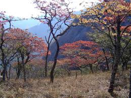 Image result for Distephanus divaricatus