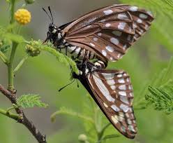 Image result for Disa brevicornis