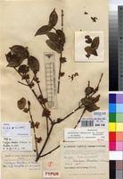 Image result for Tricalysia jasminiflora