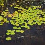 Image result for Marsilea macrocarpa