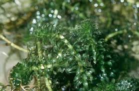 Check spelling or type a new query. Hydrilla Wikiwand