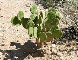 Check out our prickly pear cactus selection for the very best in unique or custom, handmade pieces from our succulents shops. Opuntia Cactus Varieties What Are Different Types Of Opuntia Cactus Dummer Garden Manage Gfinger Is The Best Garden Manage App