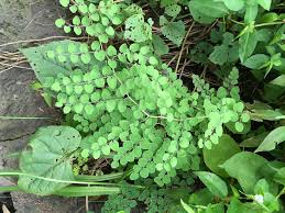 Image result for Pellaea angulosa