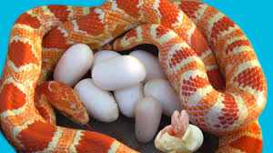 You'll find that in most cases, corn snakes are the cheapest pet snakes to buy form reputable breeders and pet stores. Corn Snake Laying Many Eggs And Cute Baby Snake Hatching Reptile S Story Youtube