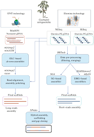 Image result for Cyamopsis serrata