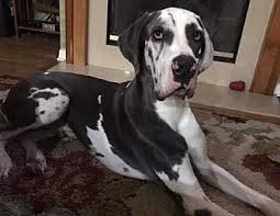 More images for great dane puppies south florida » Twin Great Danes For Adoption To Great Home In Holiday Fl Great Dane Puppy Pets Great Dane