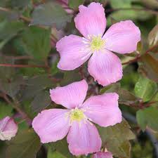 Check spelling or type a new query. Buy Clematis Group 1 Clematis Montana Var Rubens Tetrarose 23 99 Delivery By Crocus