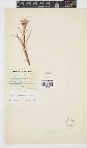 Image result for Hirpicium bechuanense