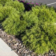 Image result for Carex cognata