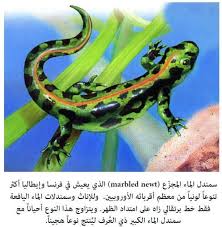 خصائص السمندر وسمندل الماء