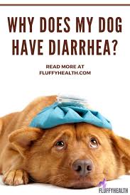 Dirty dozen—top 12 causes of. Why Does My Dog Have Diarrhea 9 Underlying Diseases Behind Canine S Diarrhea Fluffyhealth Dog Has Diarrhea Diarrhea In Dogs Dog Health Problems