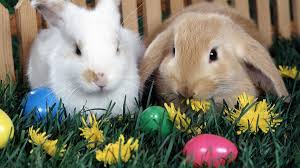 Viață sănătoasă film cultură showbiz vacanțe divertisment. Iepurasul De Paste Editia De Dimineata