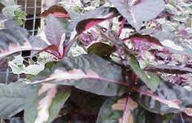 Maybe you would like to learn more about one of these? Herbal Daun Ungu