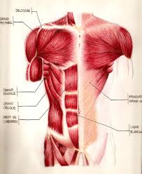 Muscles of the torso 27 terms. Gagiesmia2