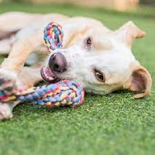 Because we believe everyone should experience the love of a dog. Dog Boarding Services Near Me Pet Castle Resort
