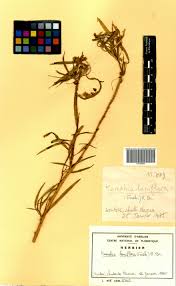 Image result for Kanahia laniflora