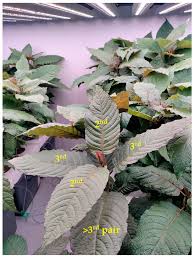 Image result for Rauvolfia mombasiana