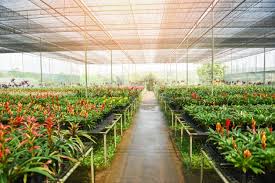 Orchid island roofing understands your needs for a leak free home. Premium Photo Bromeliad Flower And Orchid Nursery Farm Ornamental And Flower Green Plant Growing And Hanging In The Garden Greenhouse Under Roof